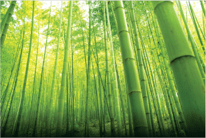 bamboo-a