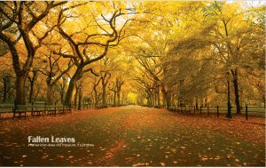 fallen-leaves-a